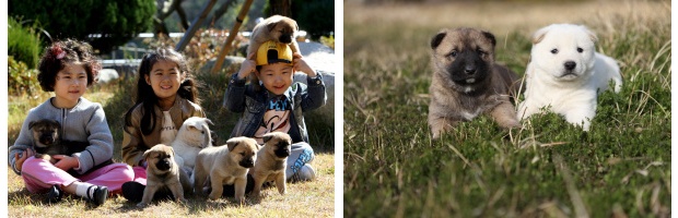 Cats Dogs